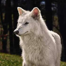 Ulu Kurtların Geri Dönüşü